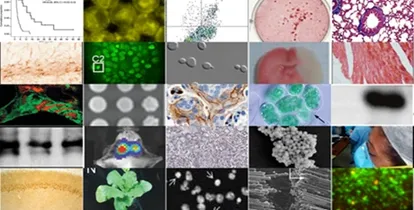 图片拼接检测技术